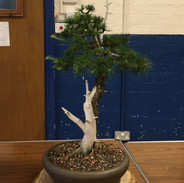 NBS July 2019 Trees 2.jpeg