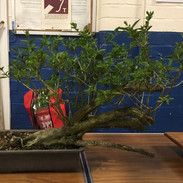 NBS July 2019 Trees 11.jpeg