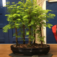 NBS July 2019 Trees 10.jpeg