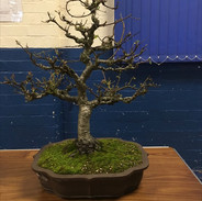 NBS July 2019 Trees 13.jpeg