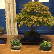 NBS July 2019 Trees 9.jpeg