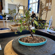 NBS Bonsai Workshop March 2022 10.jpeg