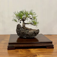 NBS Members Trees Oct 2022 - 4-small.jpeg