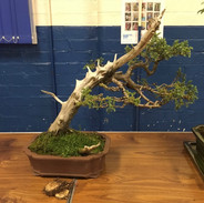 NBS July 2019 Trees 7.jpeg