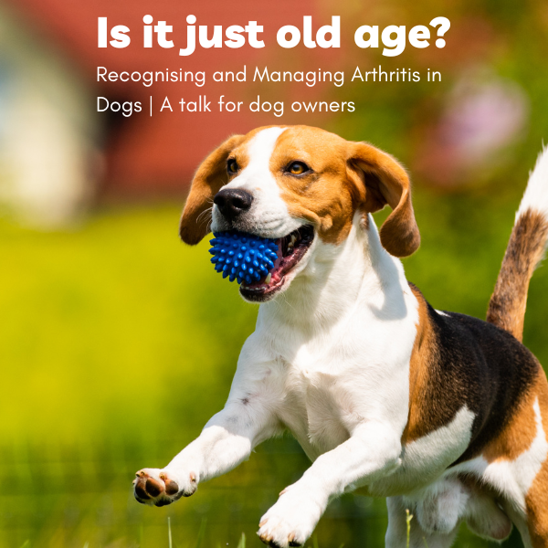 Is It Just Old Age? Recognising and Managing Arthritis in Dogs | A talk for dog owners