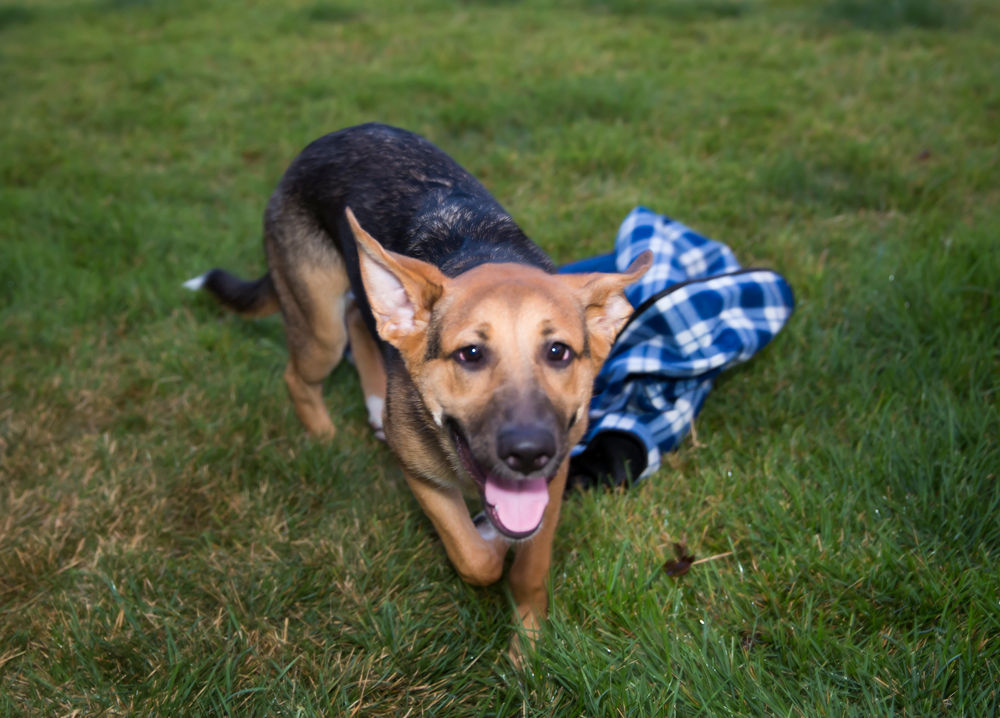 Teaching your dog the Leave It command