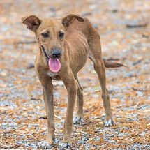 cuidados_y_alimentacion_de_un_perro_desnutrido_22306_600.jpg