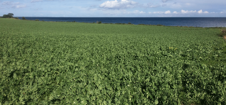 ærterogvand