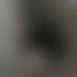 Male, Black, Tri-color, Australian Shepherd puppy