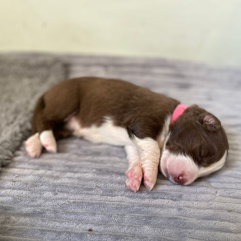 Pumpkin: Female, Bi-Color Australian Shepherd Puppy Available for Adoption