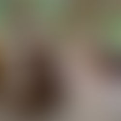 Coming Soon: Australian Shepherd Puppy Pack #3