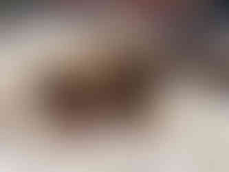 Waffles, Red, White and Tan Tri-Color Australian Shepherd Puppy available for adoption