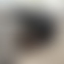 Introducing Wheezy — Australian Shepherd Puppy Available Soon