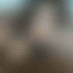 Male, Black, Tri-color Australian Shepherd Puppy