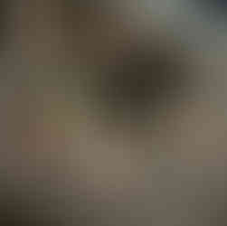 Female, Black, Tri-color, Australian Shepherd Puppy