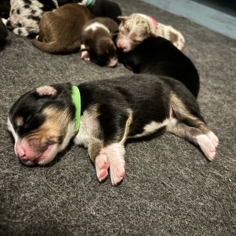 Introducing the Disney Puppy Pack