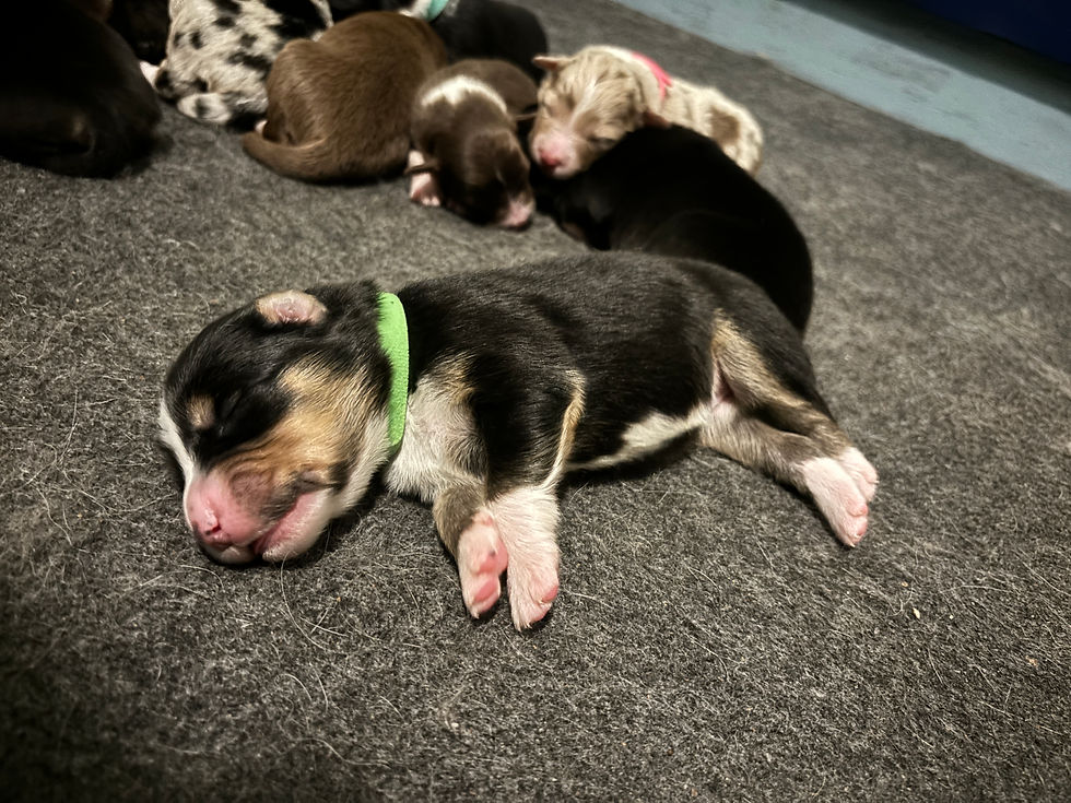 Introducing the Disney Puppy Pack