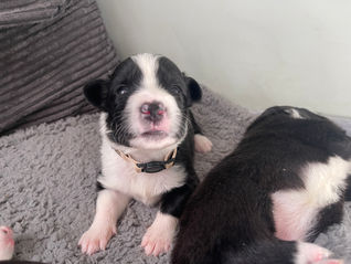 Meet Liloo — a Female Australian Shepherd Puppy Available Soon