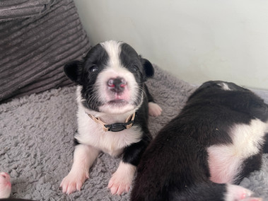 Liloo, female, black and white , bi-color Australian Shepherd available for adoption