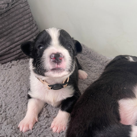 Meet Liloo — a Female Australian Shepherd Puppy Available Soon