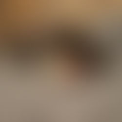 Meet "Hopper": Male Red Tri-Color Australian Shepherd Puppy 