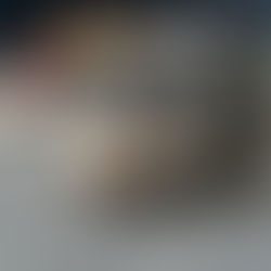 Introducing Simba: Male, Black, Tri-color Australian Shepherd Puppy Available for Adoption!