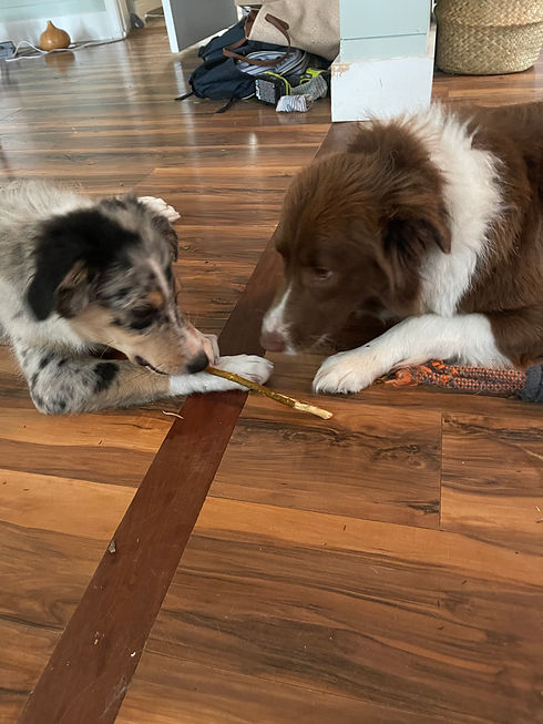 Australian Shepherd Puppies Available for Adoption