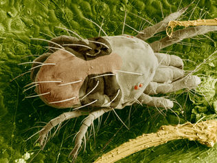 Manejo da resistência em populações de Tetranychus urticae