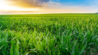 Você sabe o que é resistência das pragas aos inseticidas?