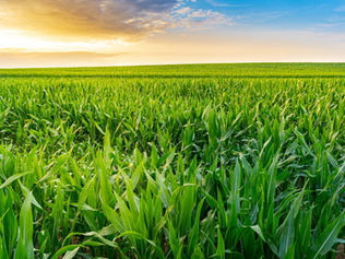 Você sabe o que é resistência das pragas aos inseticidas?