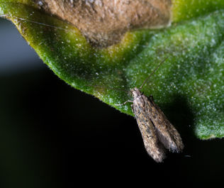 Tuta absoluta (traça-do-tomateiro): Conhecida pelas injúrias que causa na cultura do tomate