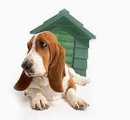 Basset Hound