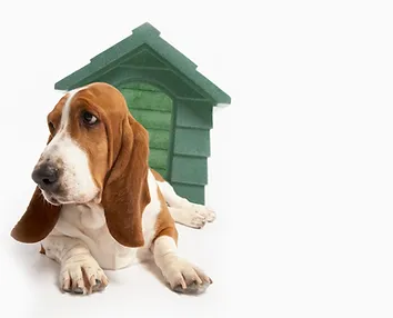 ruth steinert adoptable dogs