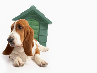 Basset Hound