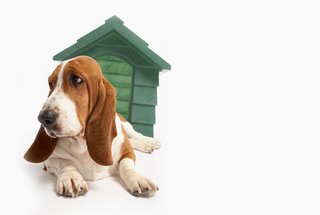 Dog Near Doghouse