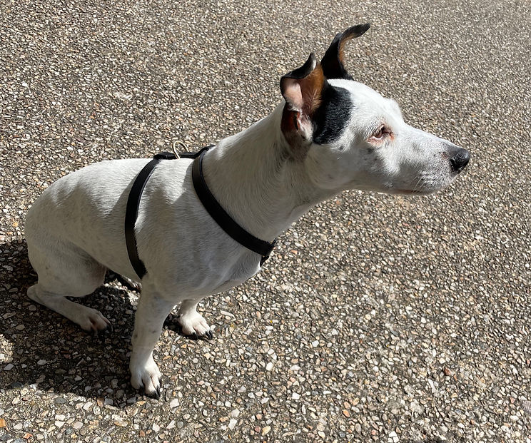 harnais pour chien