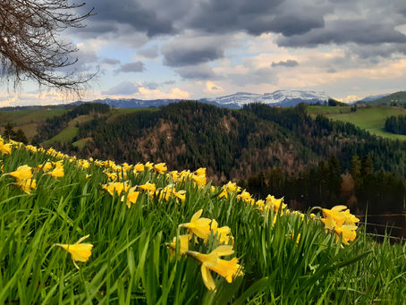 NEU: Frühlings-Tageswanderungen