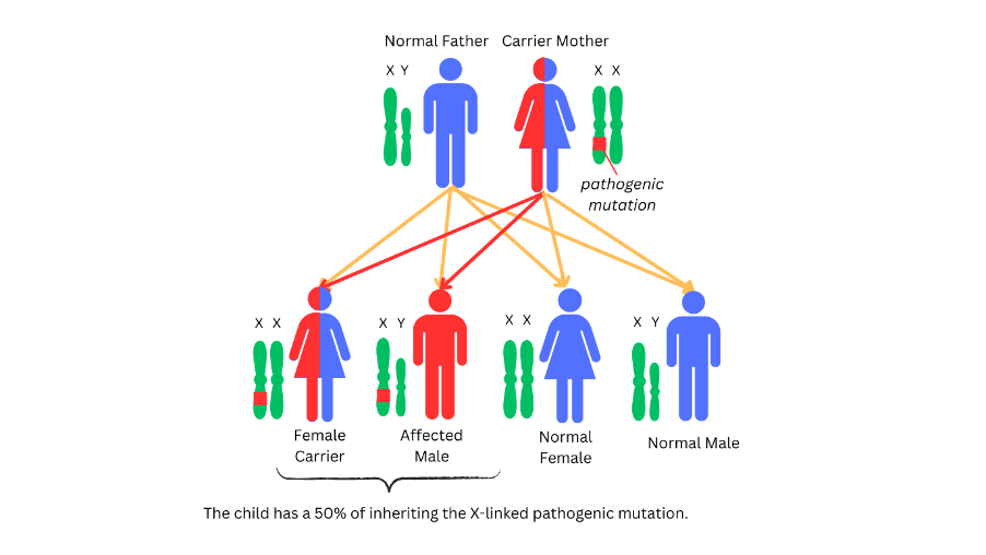 Family pedigree for X-linked inheritance