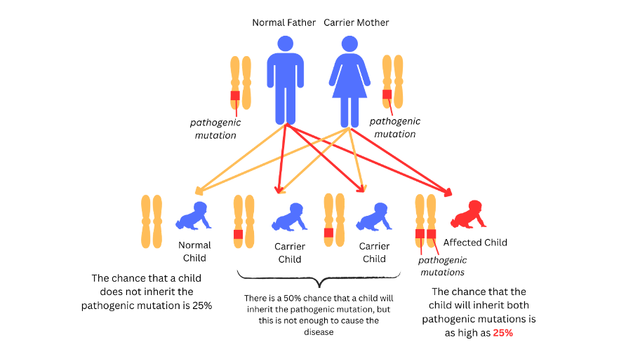 Family Pedigree for Autosomal Recessive Inheritance
