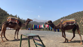 Was the Atlas Mountains Day Trip from Marrakech, Morocco 🇲🇦 Worth It?