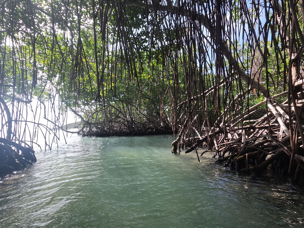 Walking through the mangroves at Manglillo Chiquito