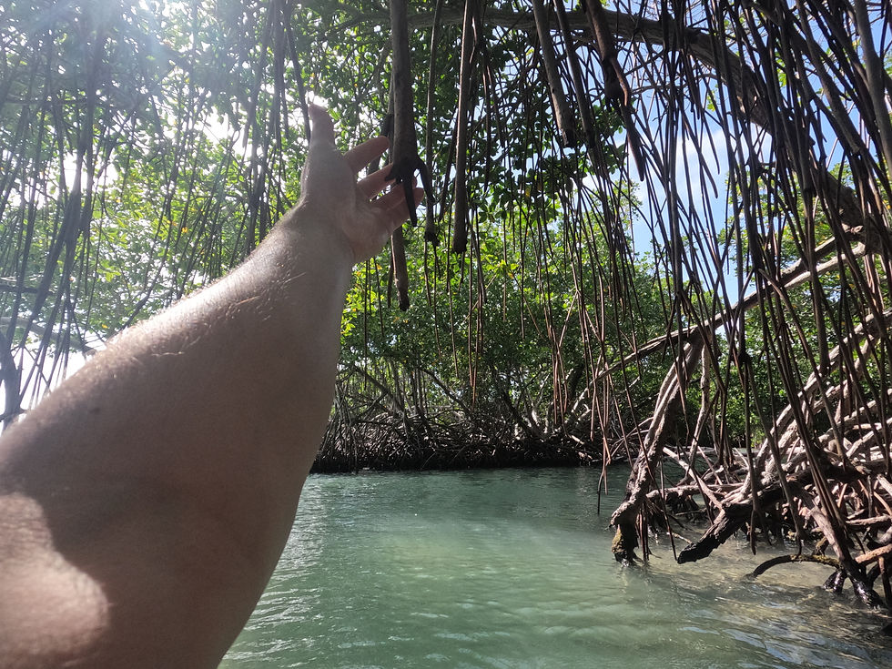 My son touching the mangroves and filming