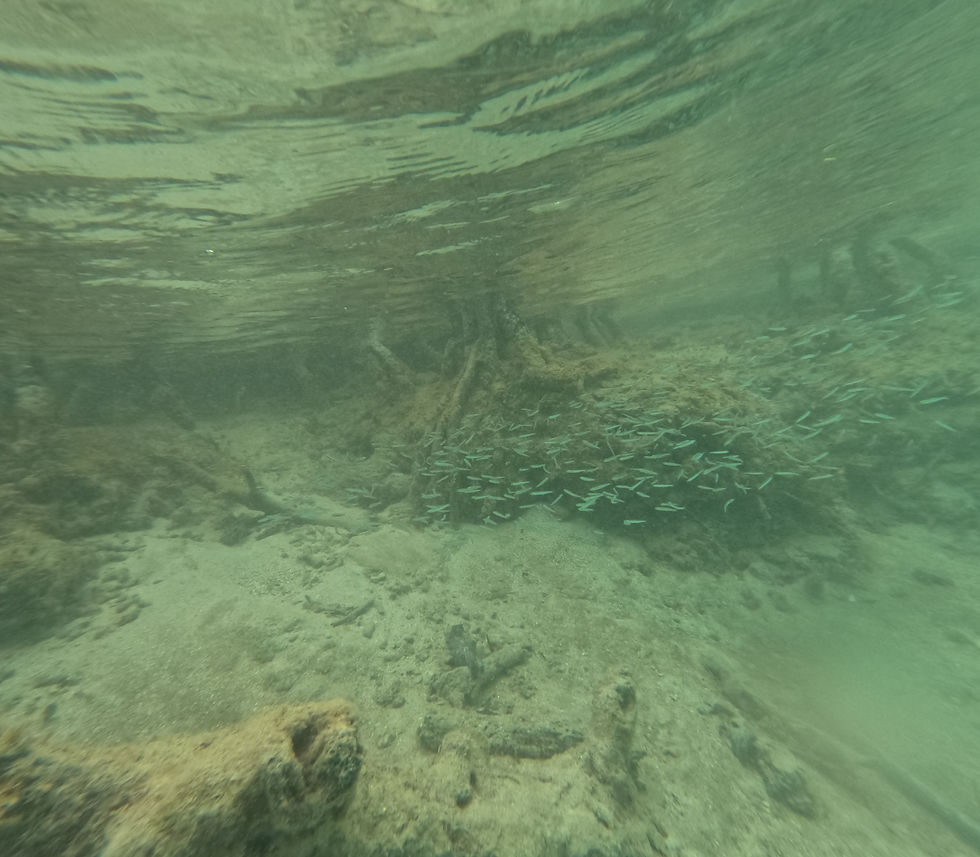 Snorkeling by the mangroves.