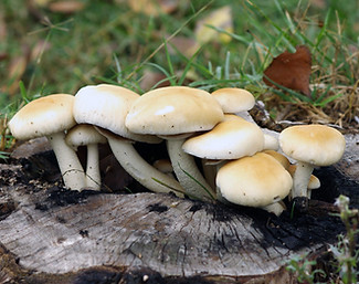 PIOPPINO (Agrocybe aegerita) auf Pilzholz im Garten