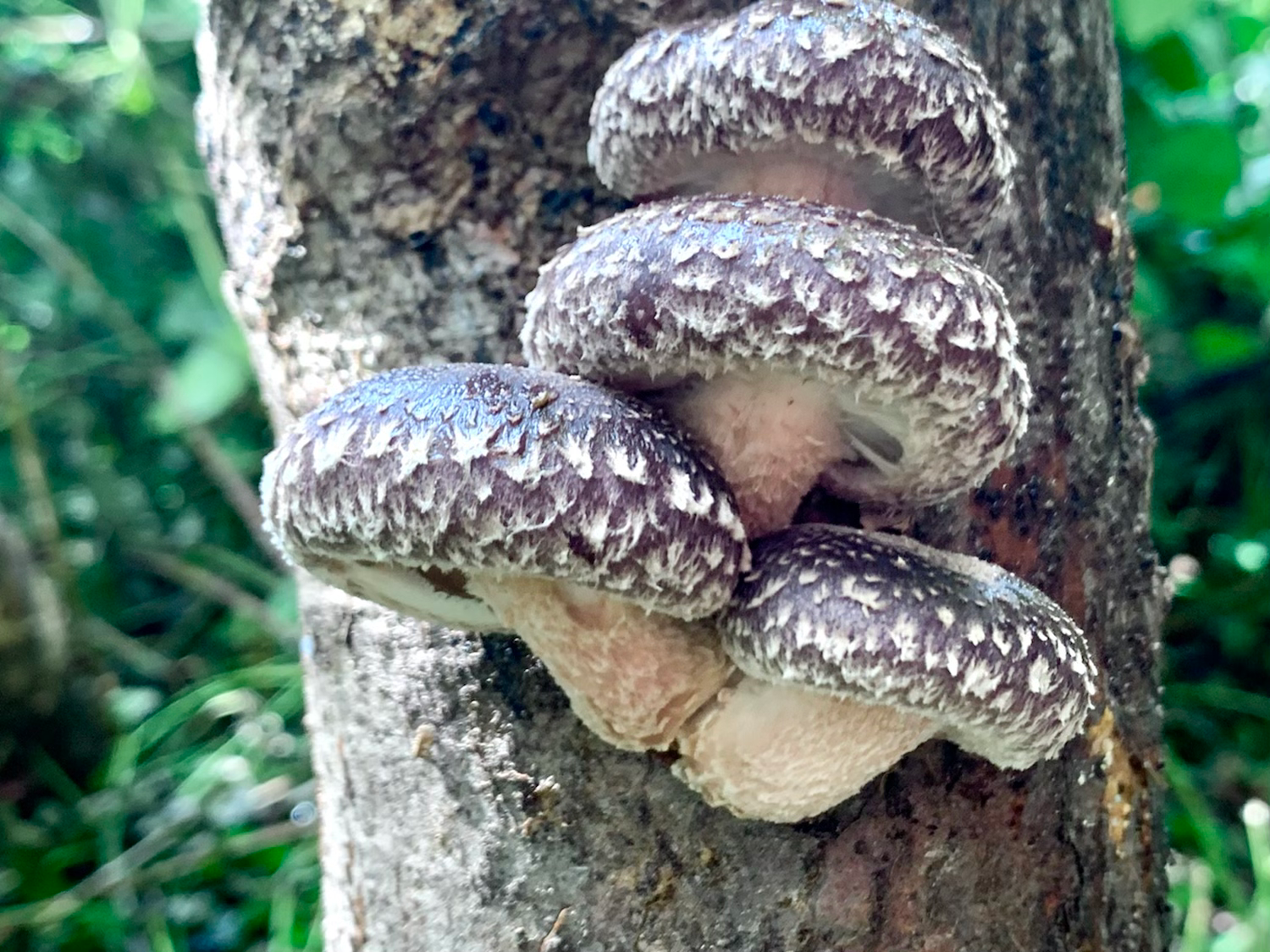 Impfdübel Shiitake (kaltfruchtend)