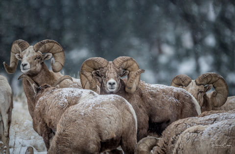 Wild Sheep Society of BC