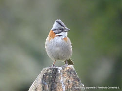 Zonotrichia capensis
