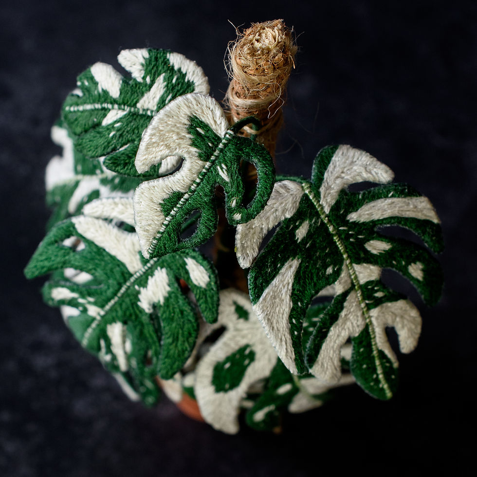 Thumbnail: Variegated Monstera hand embroidered plant