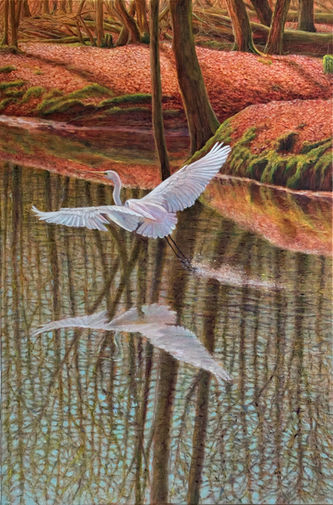 zilverreiger,  olieverfschilderij 60x90 2025. lokatie: Waterloopbos Marknesse