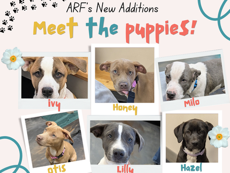 A Sweet Surprise: Meet Our Newest Puppies
